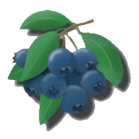 blueberry02